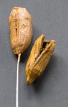 Split Pod Mould – Berries, Pods & Fillers