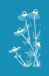 Daisies in the wind - Mesh Stencil