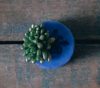 Donkey's Tail - Bas-Relief Embellishment