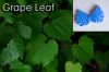 Grape Leaf - Veiner