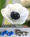 Anemone - Veiner & Cutter
