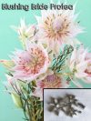 Blushing Bride Protea - Cutter