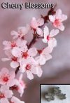 Cherry Blossoms - Cutter