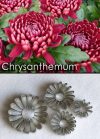 Chrysanthemum - Cutter