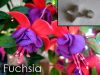 Fuchsia - Cutter