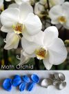 Moth Orchid - Veiner & Cutter