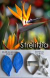 Strelitzia - Veiner & Cutter