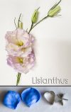 Lisianthus - Veiner & Cutter