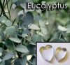 Eucalyptus - Cutter