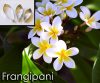 Frangipani - Cutter