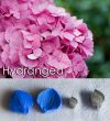 Hydrangea - Veiner & Cutter