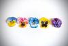 Make-a-Pansy - Wafer Paper Flowers Kits