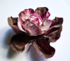Flowering Cabbage